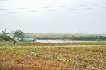 Sugar cane Fields in China