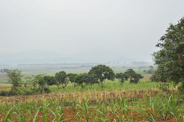 Sugar cane Fields in China