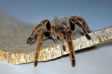 closeup of a Spider macro wildlife background