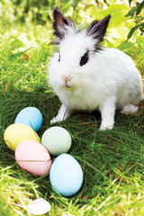Easter bunny with eggs on a meadow in spring