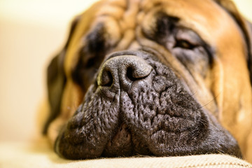 pet big nose of bullmastiff dog