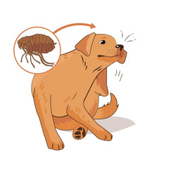 Flea Infested Dog. Scratch The Flea Bugs. Vector Illustration On A White Background. Flea Bugs Life. Flea Bugs On Animals. Flea Bug Bite Symptoms. Drain Flea Bugs. Ill Dog.