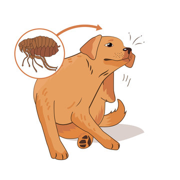 Flea Infested Dog. Scratch The Flea Bugs. Vector Illustration On A White Background. Flea Bugs Life. Flea Bugs On Animals. Flea Bug Bite Symptoms. Drain Flea Bugs. Ill Dog.