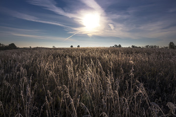 Morning, the first autumn frosts