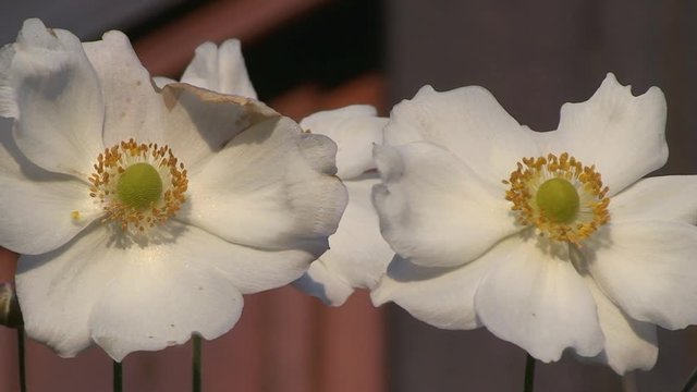 Wei&szlig;e Zinnienbl&uuml;ten bewegen sich im Wind (Gro&szlig;aufnahme)