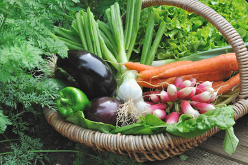 légumes frais dans panier en osier dnas un potager