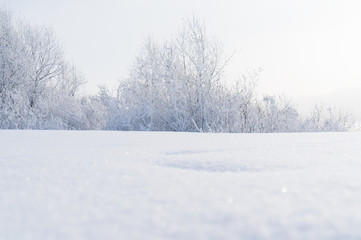 Winter. Branches of trees and shrubs in the snow