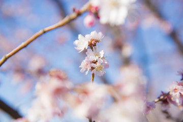 十月桜
