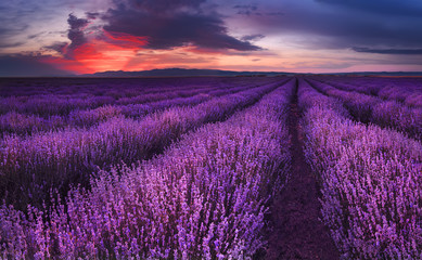 Fototapeta na wymiar Lavender fields. Beautiful image of lavender field. Summer sunset landscape, contrasting colors. Dark clouds, dramatic sunset.