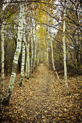 Birch alley in autumn forest  landscape