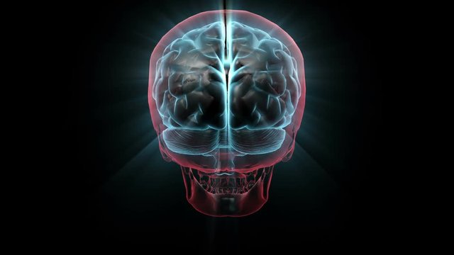 Human Skull Transparent with Brain. X-ray 3D render Loop Rotation Full HD