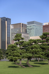 Obraz premium Beautiful green park garden with city view inTokyo, Japan