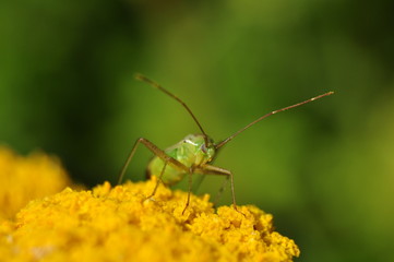 Macro time