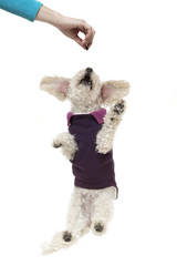 Cute little white poodle in dog clothes