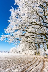 Path on snowy field under frozen branches