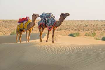 Rajasthan travel background, Camels walking on desert land of Thar desert. Jaisalmer, Rajasthan, India