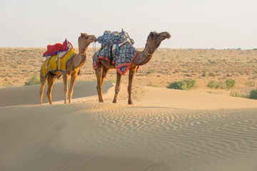 Papier Peint photo Lavable Chameau Arrière-plan de voyage au Rajasthan, chameaux marchant sur les terres désertiques du désert de Thar. Jaisalmer, Rajasthan, Inde