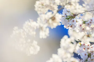 Tableaux ronds sur aluminium brossé Fleur de cerisier 桜