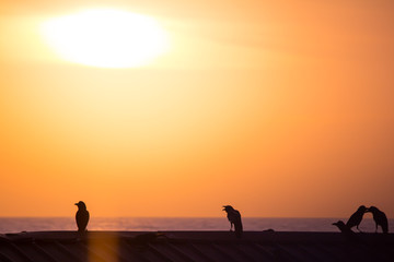 Silhouette von V&ouml;gel vor Sonnenuntergang