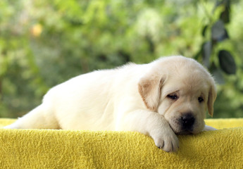 a little cute labrador puppy on a yellow background