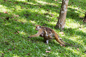 Ceylon-Hutaffe mit Nachwuchs, Macaca sinica 