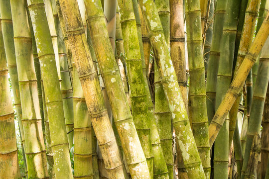 Bambushölzer in Sri Lanka
