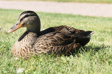 Duck lying on grass