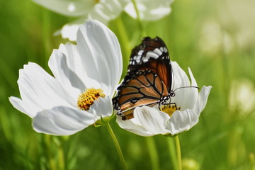 Butterfly and white flower in the garden (Common tiger butterfly