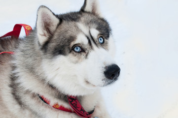 Northern dog on snow background. A dog on a walk, sled dog in harness