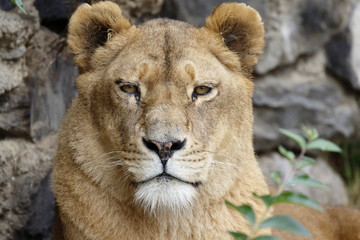 Obraz premium Resting Lioness