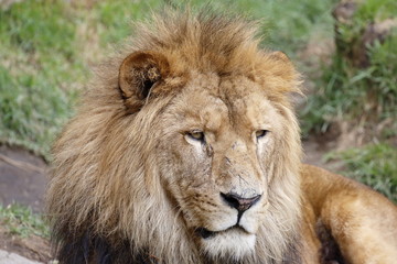 Fototapeta na wymiar Resting Lion