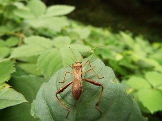 ホソヘリカメムシの後姿