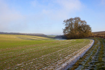 Fototapeta na wymiar frosty footpath with trees