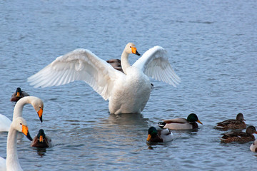 Fototapeta premium White Swan on a winter lake spreading its wings