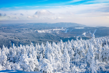 Dreamy winter forest