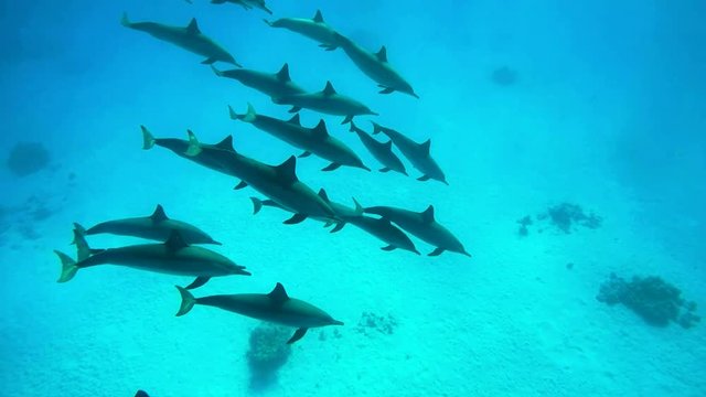 Delfine im blauen Meer #1