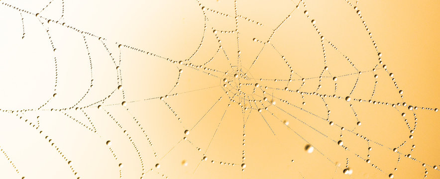 Web of drops 