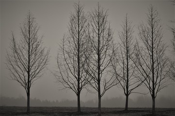 Black and White Trees