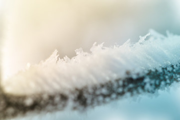 Frosted Tree Branches
