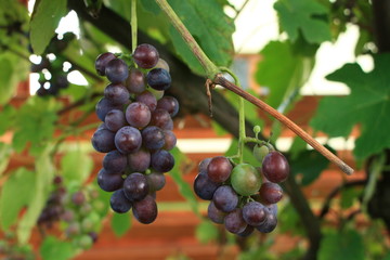 Fresh red grapes on branch