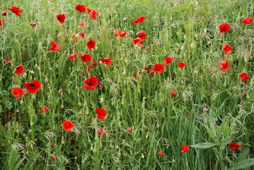 poppy field