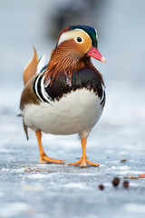 Beautiful mandarin duck on the frozen lake in a park
