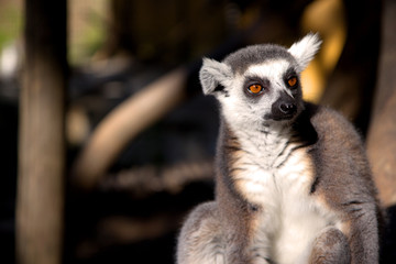 Close up portrait of a cute ring tailed lemur on the blurred background. Copy space for text.