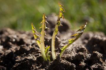 Keimender Löwenzahn