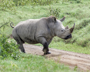 Alone rhinoceros at the Lake Nakuru National Park - Kenya, Eastern Africa