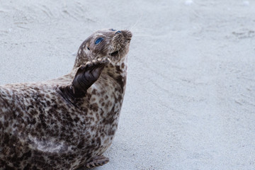 Harbor Seal waving on the beach in southern California.