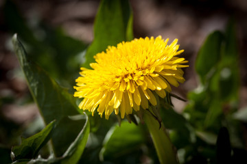 Löwenzahn, Einzelblüte