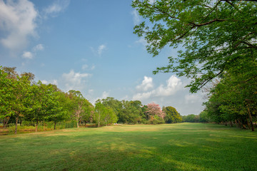 Fototapeta na wymiar Green grass field in park at city center with blue sky