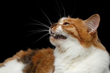Close-up Ginger with white Kurilian Bobtail Cat meow on isolated black background