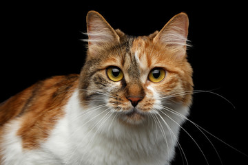 Close-up Portrait of Ginger with white Kurilian Bobtail Cat Looking in camera on isolated black background, front view